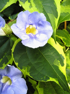 THUNBERGIA grandiflora Variegata