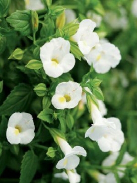 TORENIA White Moon