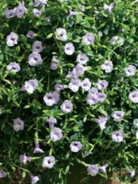 TORENIA Large Silver