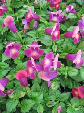 TORENIA Magenta Moon