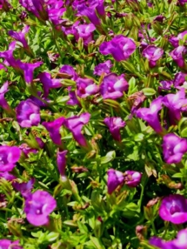 TORENIA Summer Wave Amethyst