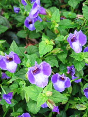 TORENIA Summer Wave Blue