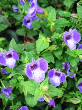 TORENIA Summer Wave Blue