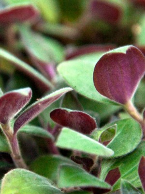 Tradescantia Baby Bunny Bellies