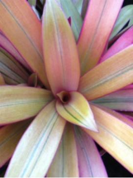 TRADESCANTIA spathacea Golden Oyster