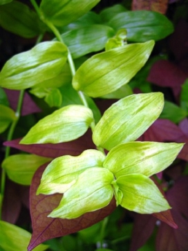 TRADESCANTIA Gold Wing