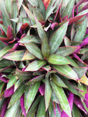 TRADESCANTIA spathacea Oyster Plant