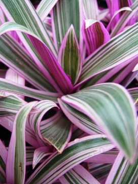 TRADESCANTIA Tricolor