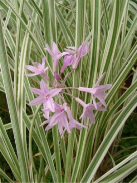 TULBAGHIA violacea Variegated Society Garlic
