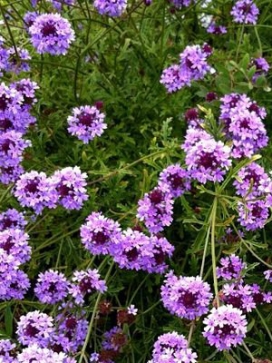 VERBENA De La Mina