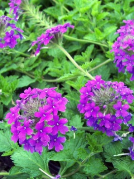 VERBENA Homestead Purple