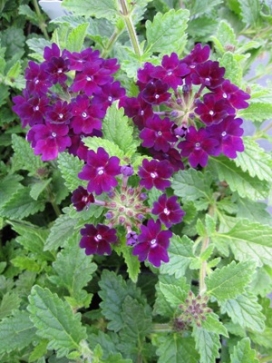 VERBENA Lanai Deep Purple