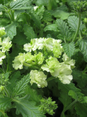 VERBENA Lanai Lime Green