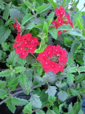 VERBENA Lanai Red