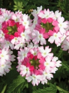VERBENA Lanai Twister Pink