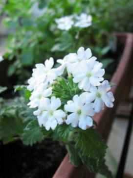 VERBENA Lanai White