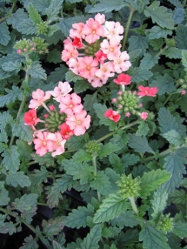 VERBENA Lanai Peach