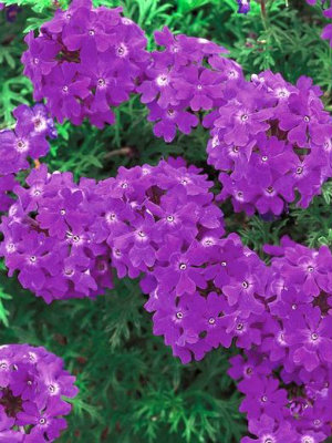 VERBENA Tapien Blue