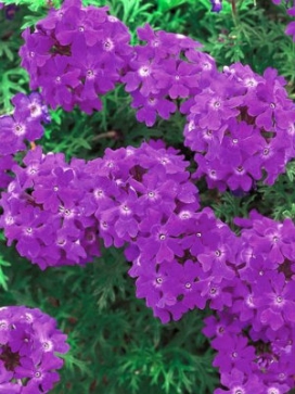 VERBENA Tapien Blue