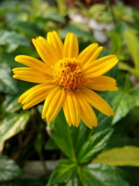 WEDELIA trilobata Outenreath Gold