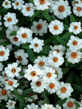 ZINNIA Crystal White