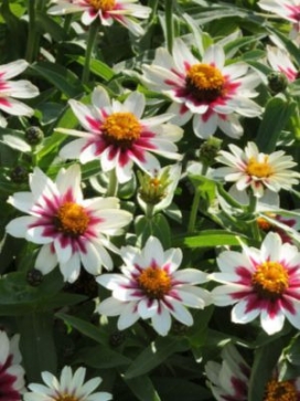 ZINNIA Starlight Rose