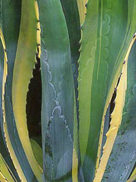 AGAVE Marginata