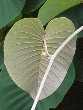 ARGYREIA nervosa Wooly Morning Glory