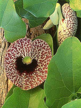 ARISTOLOCHIA littoralis Calico Flower