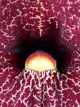 ARISTOLOCHIA gigantea