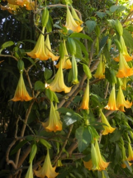 BRUGMANSIA Jamaican Yellow