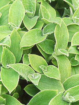 TRADESCANTIA sillamonyana White Velvet