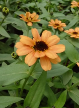 ZINNIA Profusion Apricot